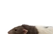 Het verschil tussen Pet Rats & Wild ratten