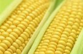 Wat Is genetisch gemodificeerde maïs?