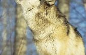 Wolf neus ambachten