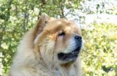 Chow Chow ademhalingsproblemen