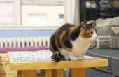 How to Get Rid van een geur van ammoniak in een kattenbak