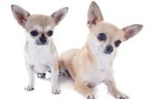Haarverlies bij Chihuahuas