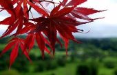 Het oplossen van Japanse Esdoorns van de rood niet bladeren uit