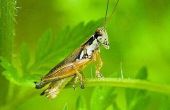 Levenscyclus van Grasshoppers