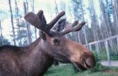 How to Cook Moose vlees