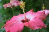 De verschillen tussen een roos van Saron & een Hibiscus