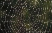 Hoe te identificeren van spinnen in Noord-Californië