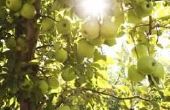 Hoe om Japanse kevers uit Apple bomen natuurlijk