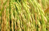 How to Grow jasmijn rijst