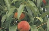 Wanneer produceert een perzikboom Fruit?