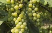 De beste wijn druiven voor de teelt in het noordoosten