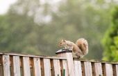 Hoe maak je zelfgemaakte eekhoorn afstotend