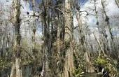 Blad & boom identificatie voor Florida bomen