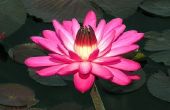 How to Grow roze Lotus zaden