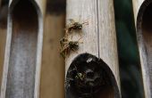 Pest Control bommen die wespen doden