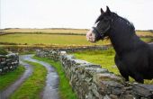 Hoe te beginnen een therapeutisch paardrijden programma