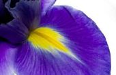 Planten met Deep Purple onder de bladeren & kleine paarse bloemen in Florida