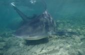 Hoe om te verblijven veilig van haaien in de Oceaan
