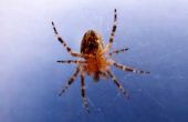 Hoe te identificeren en behandelen van (Fiddleback) Recluse Spider Bites