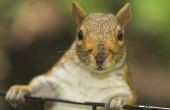 Hoe om te voorkomen dat eekhoorns eten Hosta 's