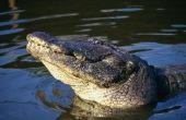 Hoe te schatten van een Alligator lengte door de hoofd-grootte