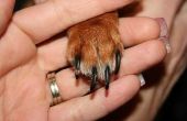 Waarom honden kauwen hun nagels?