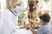 Prognose van mestcel kanker bij honden