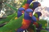 Opzoeken van vogel Band nummers voor papegaaien