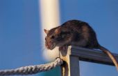 Wat zijn de chemische stoffen in Rat vergiftigen?