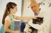 Veilige Pain Relief voor katten