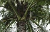 Hoe om te doden een kokosnoot boom