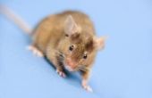 How to Get Rid van de muffe geur veroorzaakt door muizen