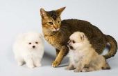 Verzekering voor Pet Sitters