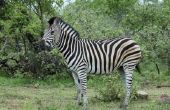 Wat zijn de drie aanpassingen van een Zebra?