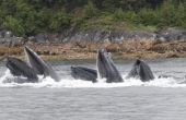 De beste tijd voor Whale Watching in Maine