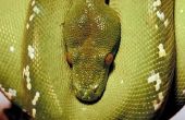 Python Snake informatie