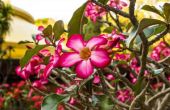 How to Take Care van een Desert Rose Plant binnenshuis