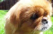 Informatie over een Chihuahua & Pekingees Mix