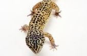 De beste strooisel voor Luipaard gekko 's