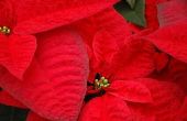How to Paint Poinsettia