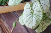 Hoe om te groeien van een Plant Taro thuis