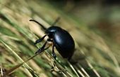 Hoe te identificeren van een grote zwarte Beetle Bug in mijn gazon