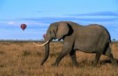 Hoe maak je de slagtand van een olifant