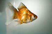 Oogziekten in goudvis