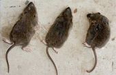 Home Remedies voor het wegwerken van ratten