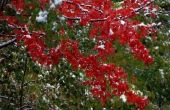 Bladeren op een rode esdoorn-boom sterven