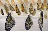 Soorten Butterfly cocons