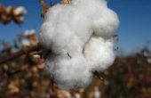 Cotton Plant informatie