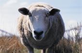 Hoe maak je een deken van schapen