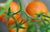 Het gebruik van tomaat Pulp te genezen Acne